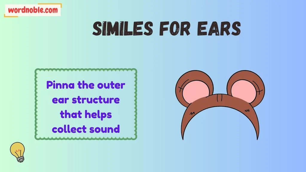 Another Word For Ear Anatomy